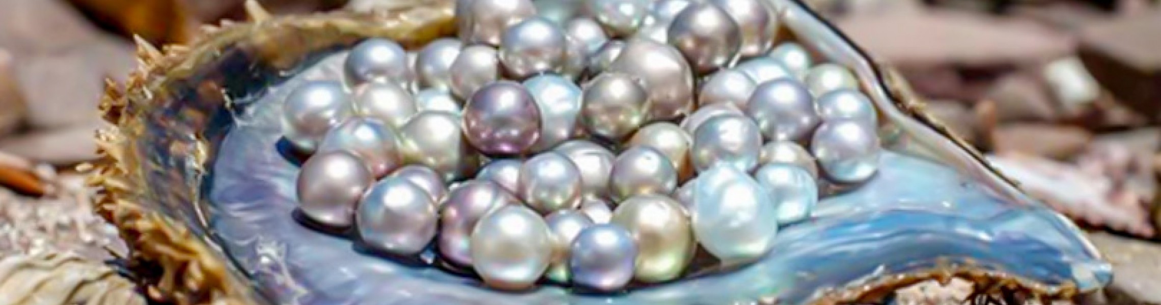 Understanding Pearl Colors How Do Oysters Make Colored Pearls?